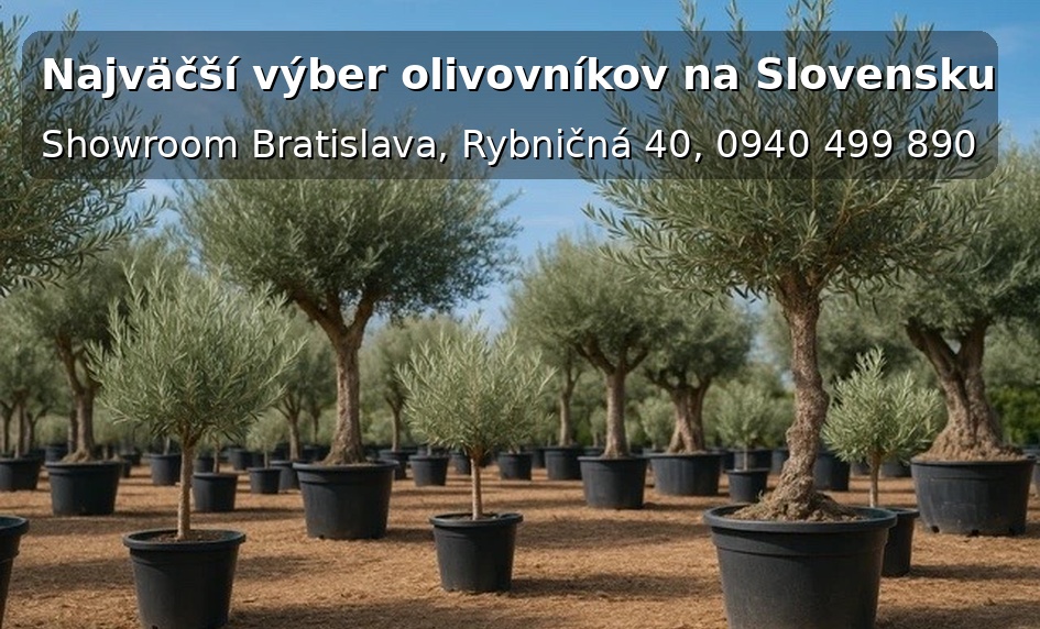 Olivovniky