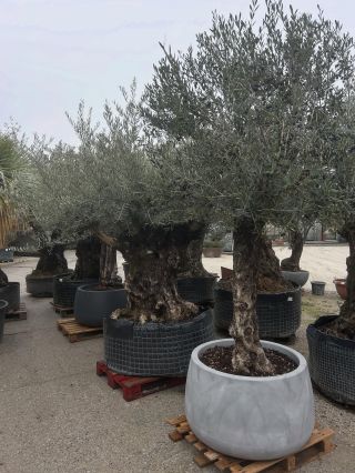 Extrémne množstvo olivpvníkov na showroome Rybničná 40,Bratislava dohodni si termín na telefónom čísle 0940499890 a príď...