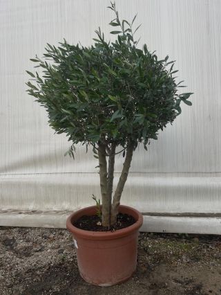 Viac ako 600 kusov olivovníkov na výber Od malých olivovníkov na terasu až po obrovské majestátne kusy na záhradu U nás si...