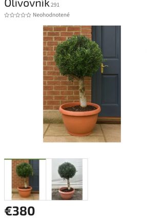 🎁Darček na Vianoce ? Už nemusíš hľadať 🫒Nádherný olivovník ktorý nájdeš na našom e-shope ( link v BIO) Viac ako 600 kusov...