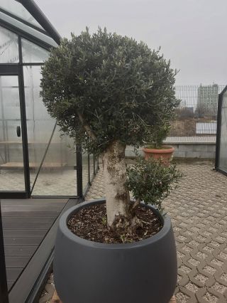 Darček na Vianoce určite poteší olivovník 🎁 Krásny doplnok na záhradu, terasu či balkón Olivovníkom nič nepokazíte Takže...