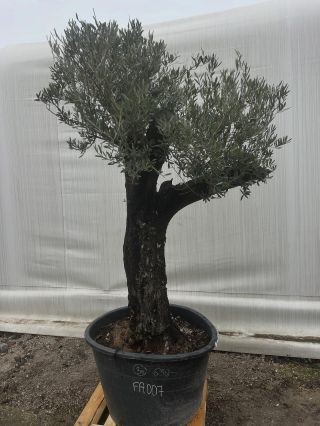 🫒🫒🫒🫒🫒🫒Nádherné olivovníky za skvelú cenu len 360€🫒🫒🫒🫒🫒 Dopraj sebe alebo svojim blízkym, známim či priateľom nádherný...