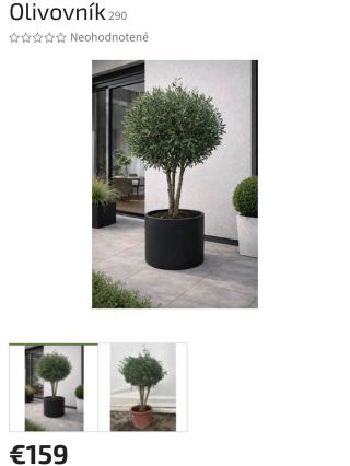 Tip na darček 🎁 Stále máš možnosť zaobstarať sebe alebo svojom blízkym olivovník Zavolaj na 0940 499 890