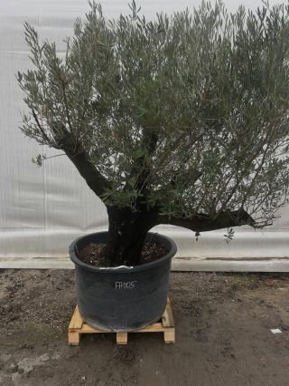 🫒Olivovníky v cene 320€ 🫒Nádherné mrazuvzdorné olivovníky do-18 stupňov celzia Nájdete na:...