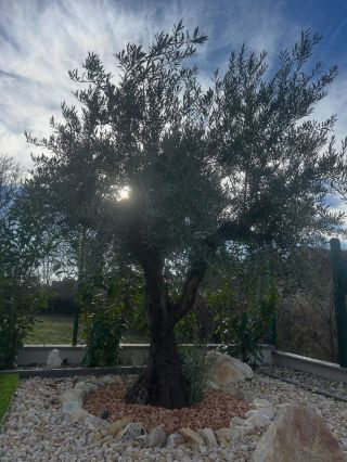 🎄 Nech Vianoce voňajú pokojom, ako olivovník slnkom a juhom. Nech nový rok prinesie radosť, zdravie a domov plný zelenej...