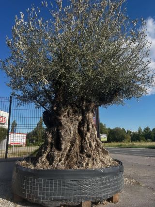 *️⃣Priatelia, želáme Vám krásny 2. Sviatok Vianočný. *️⃣Medzi sviatkami budeme mať otvorené stačí nám zavolať na 0940 499...