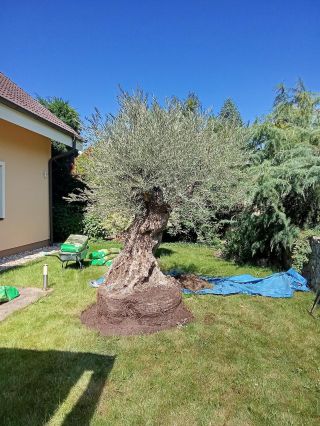 🫒Tento rok od nás odišlo neskutočne veľa olivovníkov 🫒 Týmto príspevok chceme poďakovať našim zákazníkom ktorý si od nás...