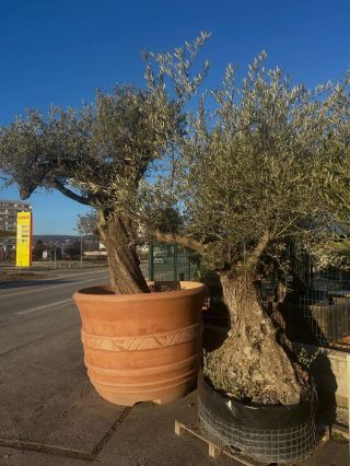 🤝 Ponuka spolupráce pre záhradníkov a realizačné firmy Ste záhradník, záhradníctvo alebo realizačná firma? Hľadáte...